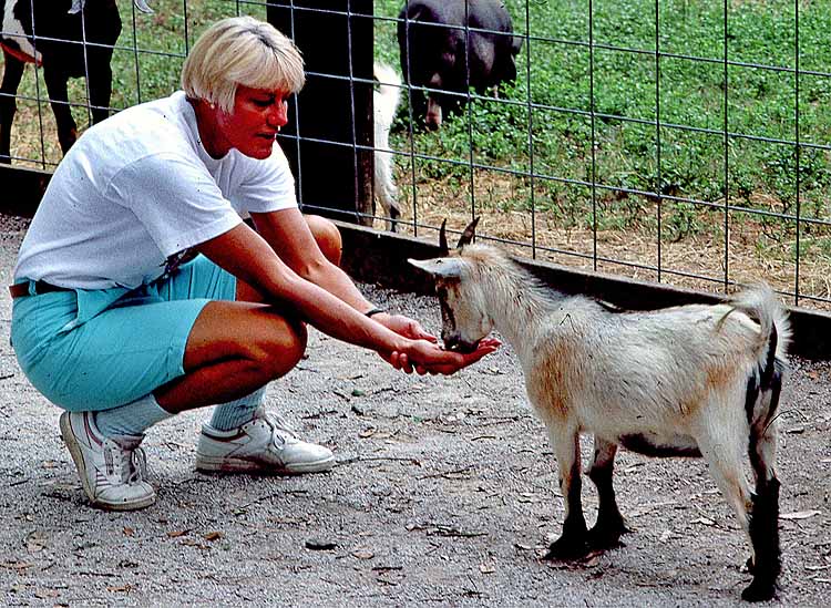 chick feeding goat